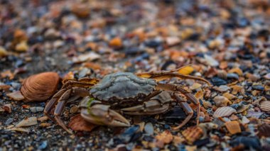 Kumsalda deniz kabukları
