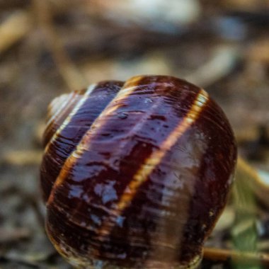 Bir salyangozun yakın çekimi.