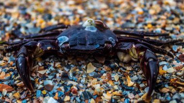 Yakın çekim - kumda güzel kırmızı yengeç görüntüsü