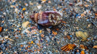 Denizdeki kumlu sahilde deniz kabuğu