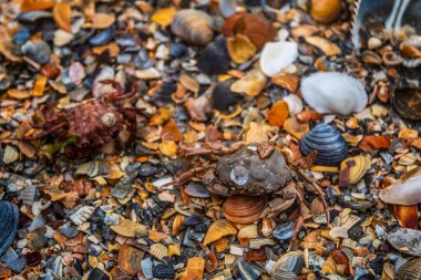 Sahilde renkli kabuklar ve taşlar