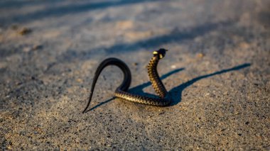 Kumda kara yılan