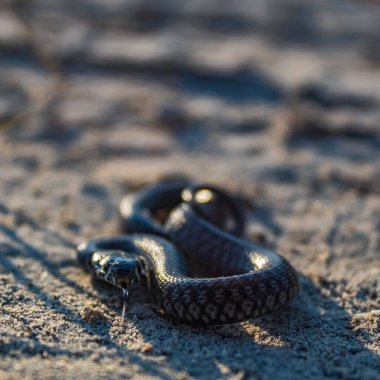 Bir yılanın kumdaki seçici odağı
