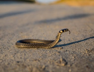 Yılan ya da yılan yılanı, yılangiller (Felidae) familyasından bir yılan türü. Bu bir yılan. Yılan...
