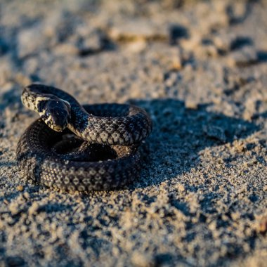 Kumda yılan