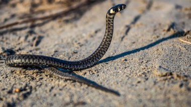 Doğadaki yılana yakın.