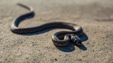 Kumda siyah ve beyaz kertenkele