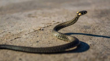 Sıradan bir yılana yakın çekim