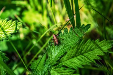Ormandaki genç bir bitkinin yeşil yaprakları