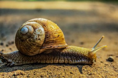 salyangoz bir ağaç gövdesi üzerinde.