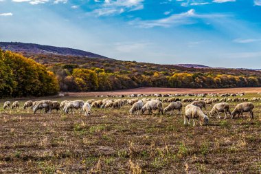 Sonbaharda otlayan koyunlar