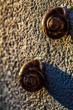 Eski tahta arka planda salyangozlar