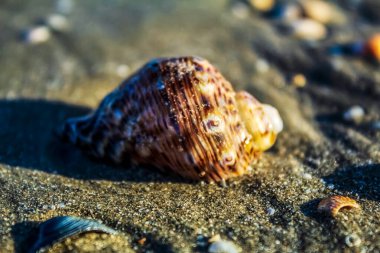 Deniz kabukları denizin kumlarında