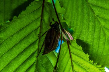 Koyu arkaplanda yeşil bir yaprağın dikey görüntüsü.