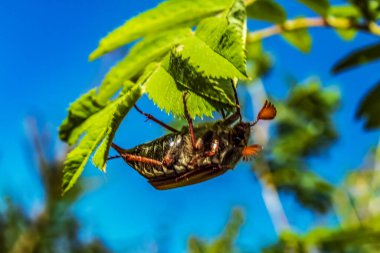 bir ağaç dalına kelebek