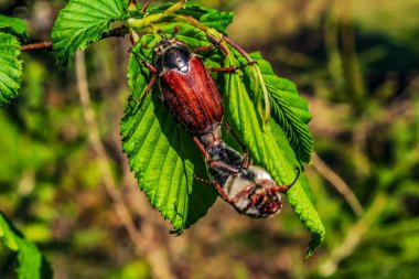 Ağaçtaki bir böceğin yakın plan fotoğrafı.