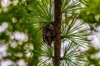 Çam kozalağı ağaç dalında, doğa