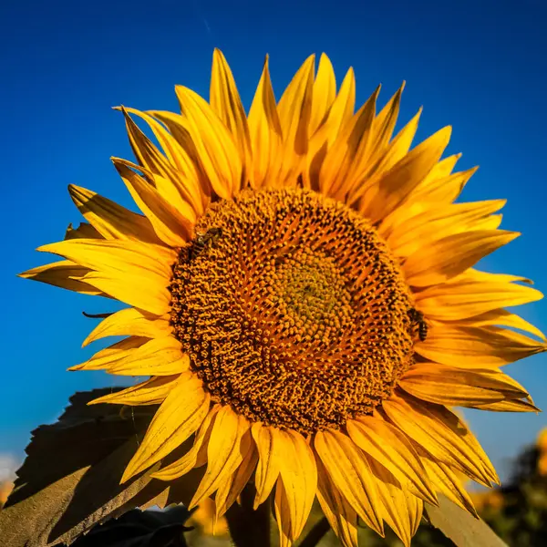 Macro photo, Animals, Nature, urope, Eastern Europe, Romania   