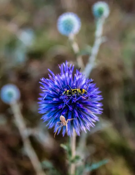 Macro photo, Animals, Nature, urope, Eastern Europe, Romania   