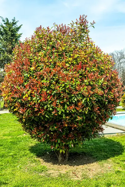 Macro photo, Animals, Nature, urope, Eastern Europe, Romania   