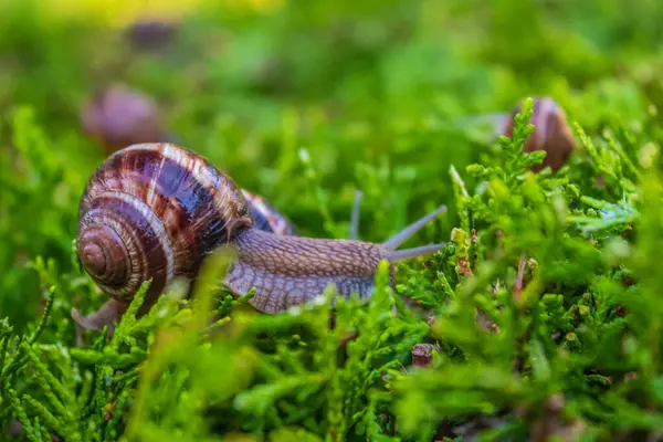 Bahçedeki yeşil çimlerde salyangoz. Bahçedeki bir bitkinin yapraklarında sürünen salyangoz..