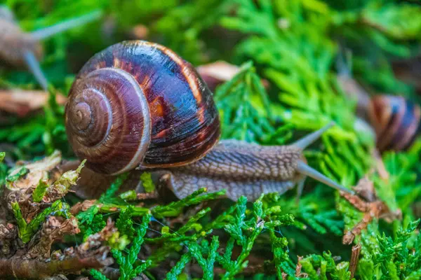 Ormanda yeşil yosun üzerinde salyangoz