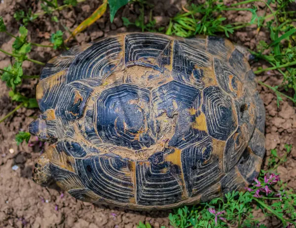 Parktaki ormanda kaplumbağa..