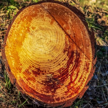 Ormandaki yaşlı ağaç kütüğü