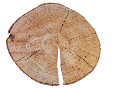 Ağaç kütüğünü yüzüklerle kes