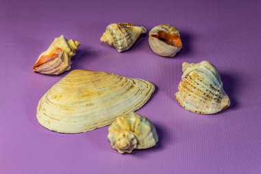 Pembe arka planda deniz kabukları