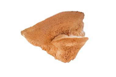 Beyaz arka planda istiridye mantarı