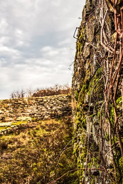 Kuru bir ağaçla eski duvarın güzel bir resmi.