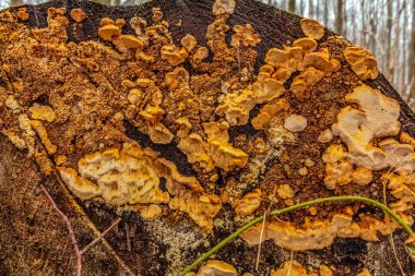Bir ağaç kabuğunun yosunlu yakın görüntüsü