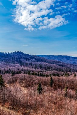 Orman ve mavi gökyüzü arkaplanı olan güzel bir dağ manzarasının dikey çekimi.