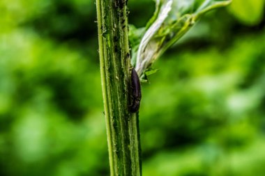 Su damlalı yeşil yaprak