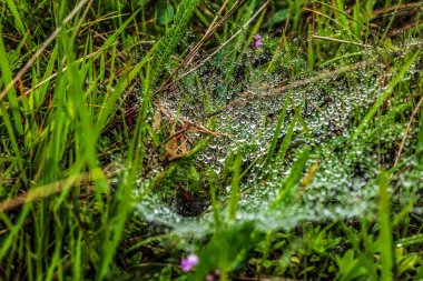 Yazın sabah örümcek ağına çiy damlaları düşer.