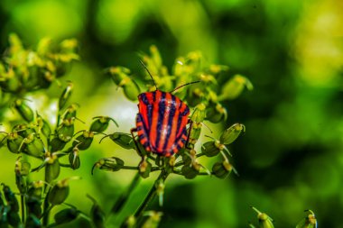 Bahçedeki yeşil çimlerde oturan güzel bir kelebeğin yakın çekimi.