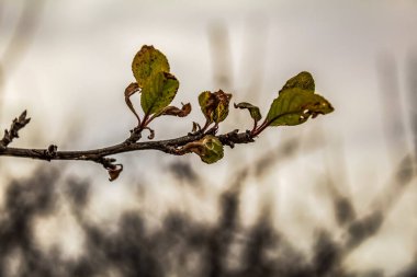 Güzel botanik fotoğrafı, doğal duvar kağıdı.