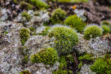 Bahçedeki ağaçta yosun var.