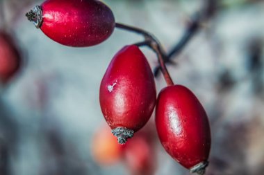 Olgun kırmızı kızılcıklar dalda