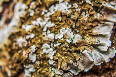 Ağaç gövdesi dokusu