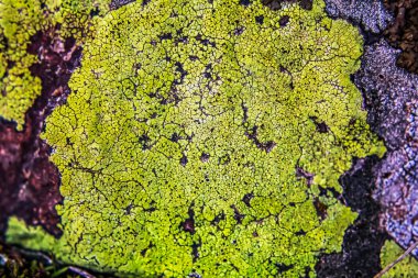 Ağaçtaki bir ağaç kabuğunda yosun ve yosun.