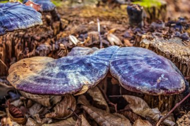 Sonbaharda ormanda mantarlar