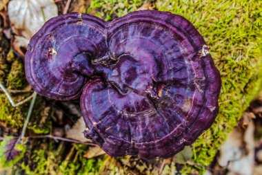 Ağaçtaki güzel, mor bir mantarın yakın plan fotoğrafı.