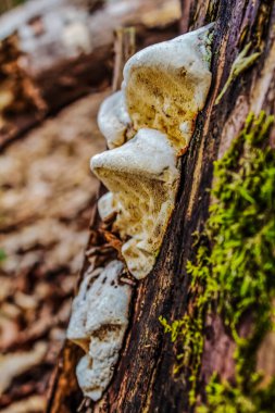 ağaç üzerinde beyaz mantar