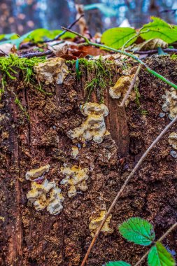 Sonbaharda ormanda ağaç kütüğündeki mantarlar. yüksek kaliteli fotoğraf