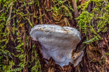 kalp şeklinde ağaç kabuğu