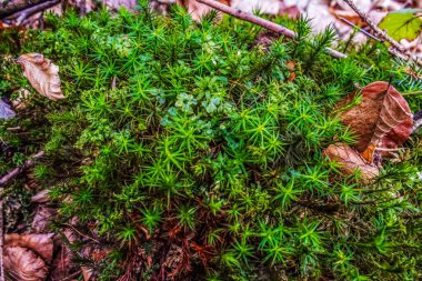 Ağaç dallarında yosun