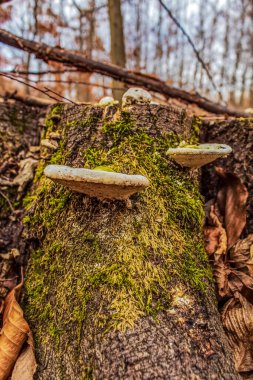 Ormanda bir çift eski odun..