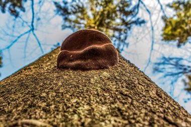 Ormandaki kahverengi sandık.